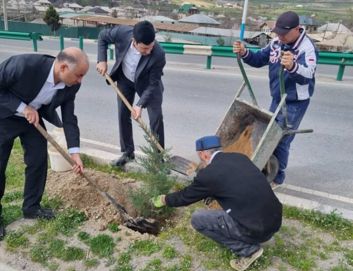 Campaign for planting seedlings on the Dushanbe-Tursunzade highway