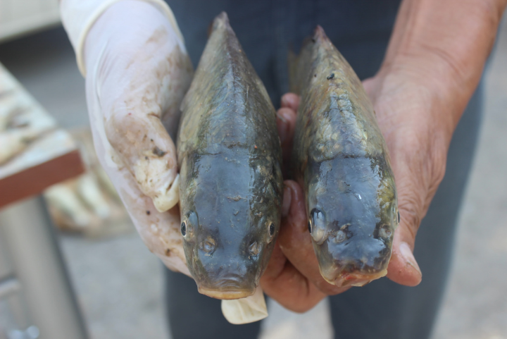 The results of activities for the protection of fish stocks during the spawning period in the Sughd region have been summed up