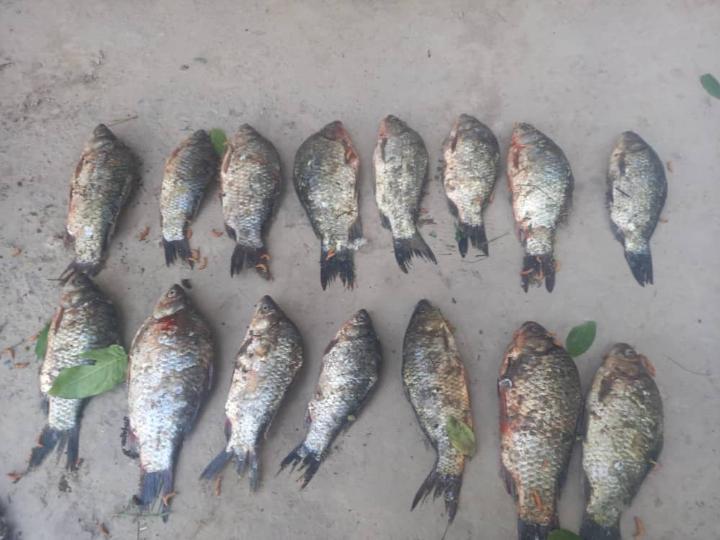Fish protection activities in the Tajik Reservoir
