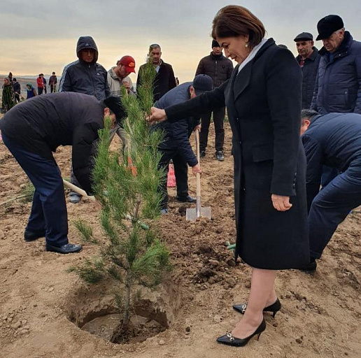 Continuation of tree planting activities in the city of Hissar